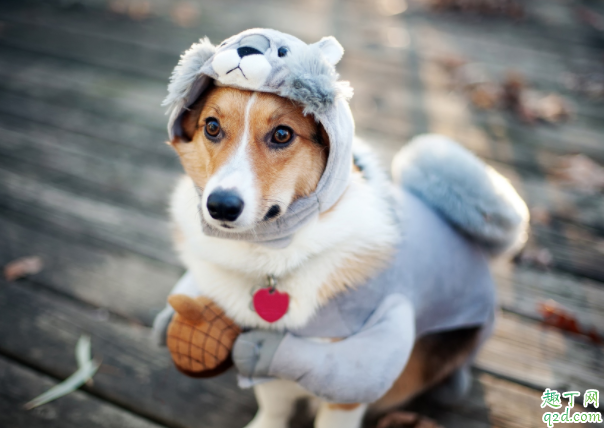 如何给狗清洗耳朵 宠物狗的耳朵怎么清理