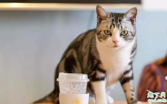 如何给猫咪挑选罐头 买猫罐头注意的点有哪些