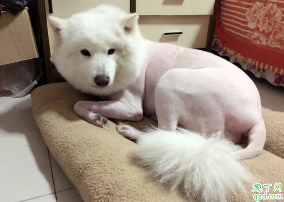 狗狗的毛剃光了好不好 狗狗秋天得了皮肤病要剃毛怎么办