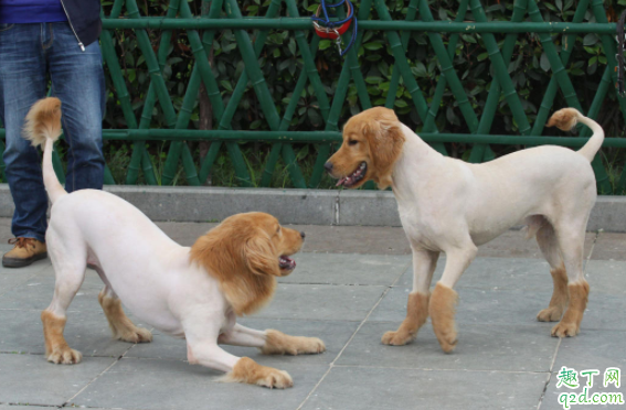 狗狗的毛剃光了好不好 狗狗秋天得了皮肤病要剃毛怎么办