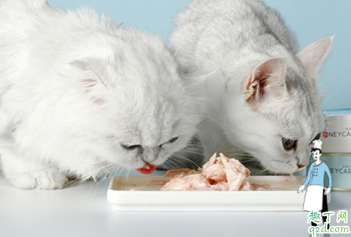 开罐的猫罐头能放几天 猫罐头如何才能保存的更久