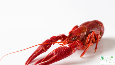 现在养殖小龙虾挖塘时间合适吗 虾塘打井水的最佳时间