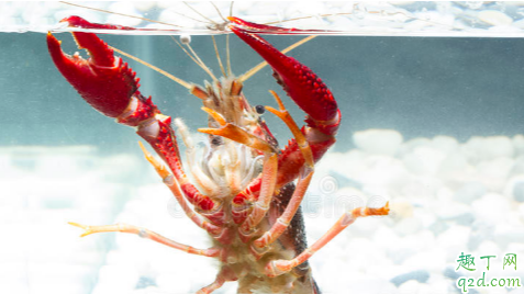 现在养殖小龙虾挖塘时间合适吗 虾塘打井水的最佳时间