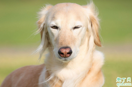 狗狗洗泪痕要去医院吗 狗狗有泪痕是什么原因造成的