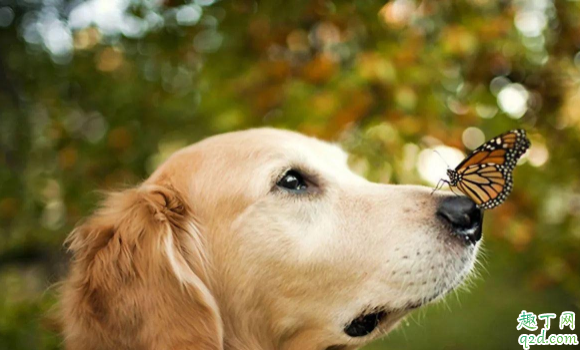 家里养狗如何去除尿骚味 养狗家里有狗味怎么办