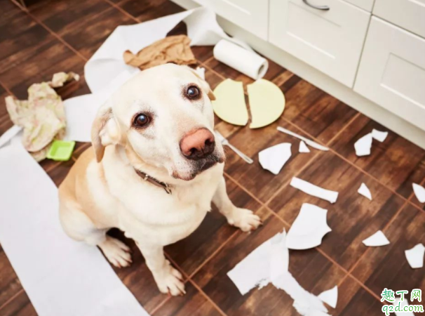 家里养狗如何去除尿骚味 养狗家里有狗味怎么办