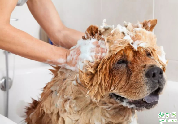 家里养狗如何去除尿骚味 养狗家里有狗味怎么办