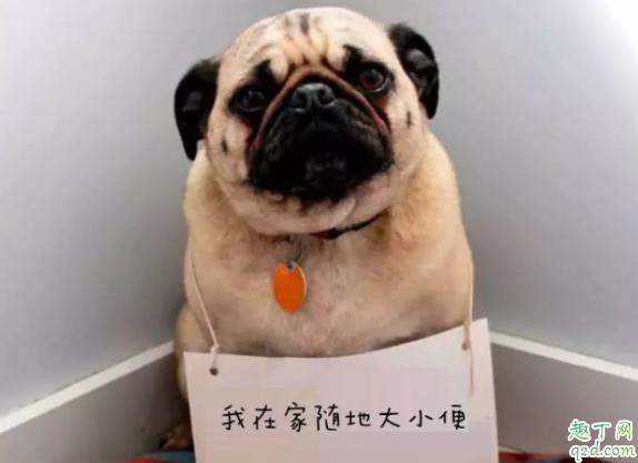 家里养狗如何去除尿骚味 养狗家里有狗味怎么办