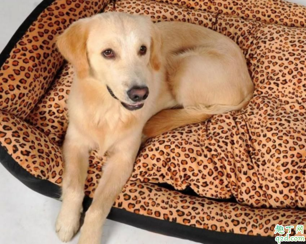 家里养狗如何去除尿骚味 养狗家里有狗味怎么办