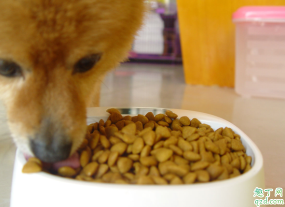 家里养狗如何去除尿骚味 养狗家里有狗味怎么办