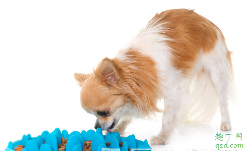 营养膏能当主食喂给狗狗吗 营养膏当主食对狗狗有何影响