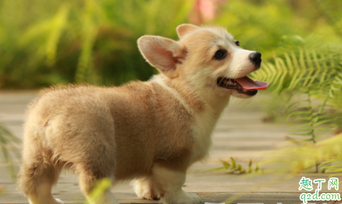 营养膏能当主食喂给狗狗吗 营养膏当主食对狗狗有何影响
