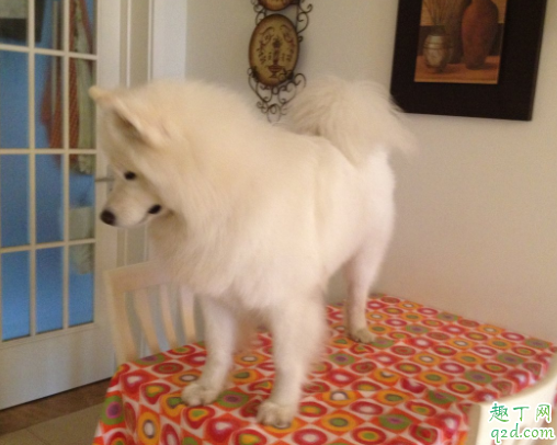 狗狗毛打结梳不开怎么办 金毛毛发打结是什么原因