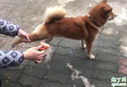 狗狗毛打结梳不开怎么办 金毛毛发打结是什么原因