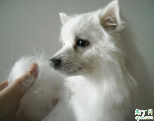 狗狗毛打结梳不开怎么办 金毛毛发打结是什么原因