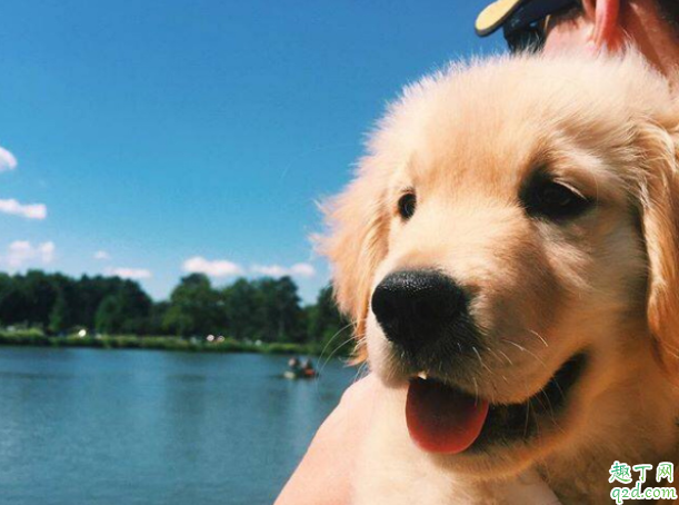 金毛缺钙要不要打针 金毛缺钙怎么补最快