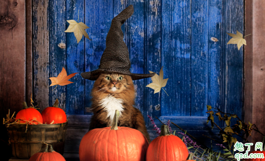 猫咪有必要做绝育手术吗 猫咪多大年龄做绝育手术比较好