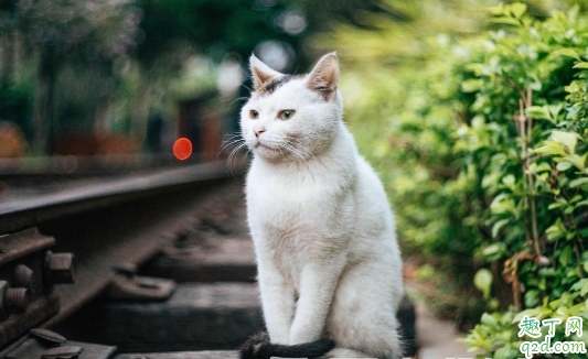 猫咪有必要做绝育手术吗 猫咪多大年龄做绝育手术比较好