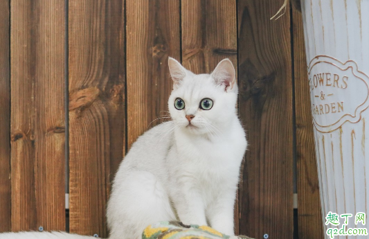 猫咪有必要做绝育手术吗 猫咪多大年龄做绝育手术比较好