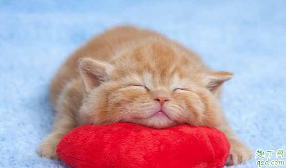 猫咪伤口流血怎么处理 猫咪老是抓伤口怎么办