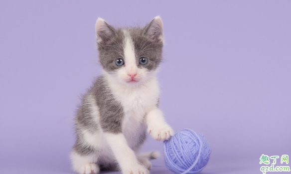 猫咪伤口流血怎么处理 猫咪老是抓伤口怎么办