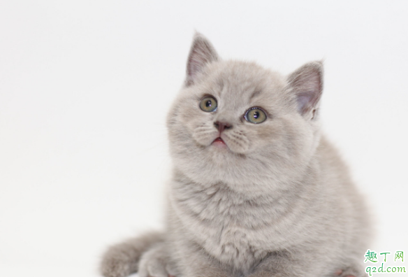 猫咪伤口流血怎么处理 猫咪老是抓伤口怎么办