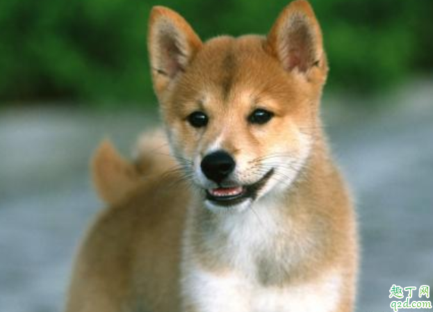 狗狗驱虫驱的什么虫 狗狗身上一般长什么虫子