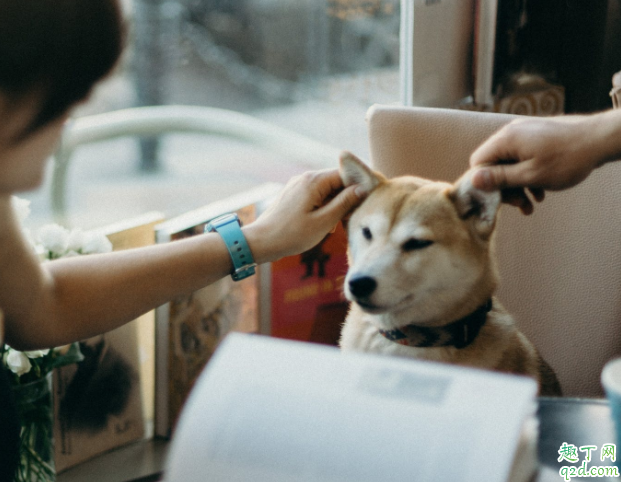 狗狗驱虫驱的什么虫 狗狗身上一般长什么虫子