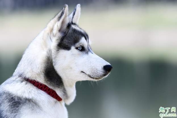 狗狗驱虫驱的什么虫 狗狗身上一般长什么虫子
