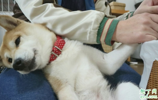 人的沐浴露可以给狗洗吗 刚出生的狗狗多久可以洗澡