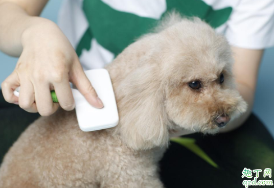 人的沐浴露可以给狗洗吗 刚出生的狗狗多久可以洗澡