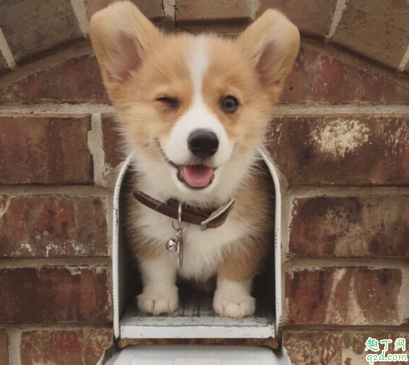 怎样能让柯基不掉毛 柯基掉毛严重有什么办法