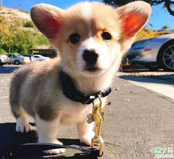 怎样能让柯基不掉毛 柯基掉毛严重有什么办法