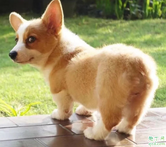 怎样能让柯基不掉毛 柯基掉毛严重有什么办法