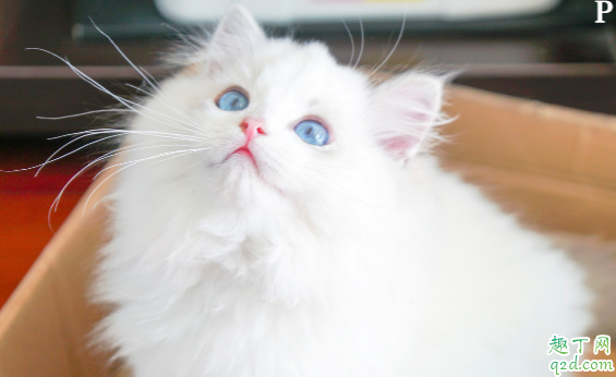 猫猫为何会出现口臭 如何改善猫咪口臭