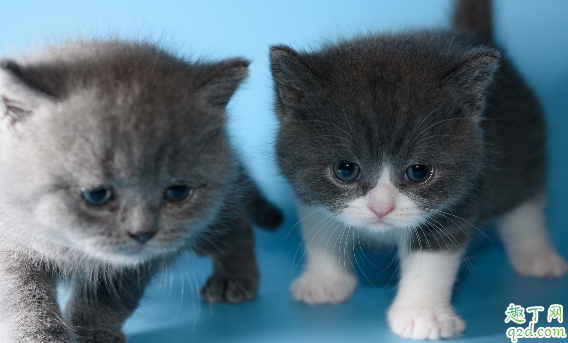 猫猫为何会出现口臭 如何改善猫咪口臭