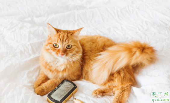 猫猫为何会出现口臭 如何改善猫咪口臭