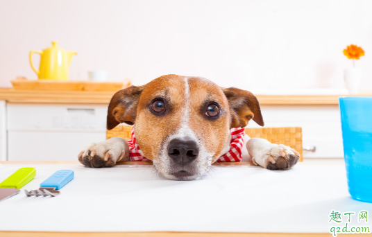 狗狗严重挑食怎么处理 怎么纠正狗狗严重挑食的毛病