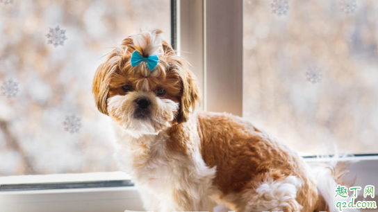 狗狗严重挑食怎么处理 怎么纠正狗狗严重挑食的毛病