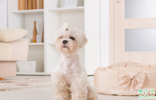 狗狗严重挑食怎么处理 怎么纠正狗狗严重挑食的毛病