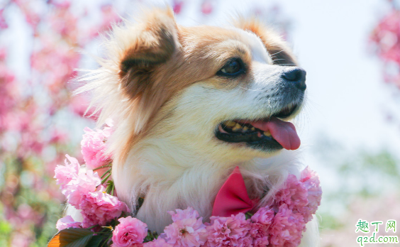 宠物狗一般能活多少年 怎样可以让狗狗的寿命长久呢