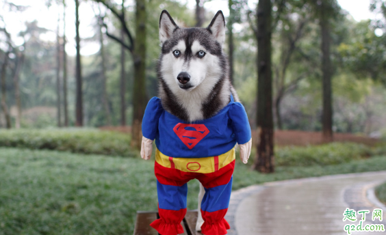 宠物狗一般能活多少年 怎样可以让狗狗的寿命长久呢