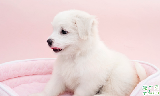 宠物狗一般能活多少年 怎样可以让狗狗的寿命长久呢