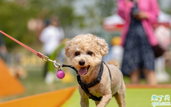 狗狗需要定期剪毛吗 什么季节可以给狗狗剪毛