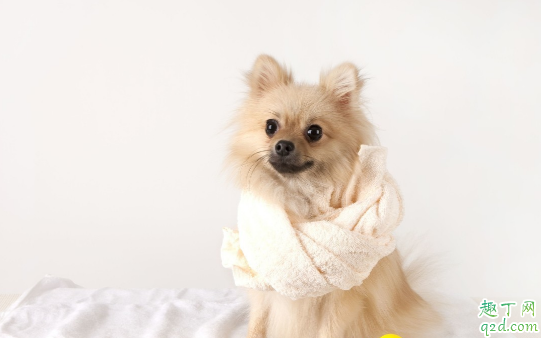 狗狗需要定期剪毛吗 什么季节可以给狗狗剪毛