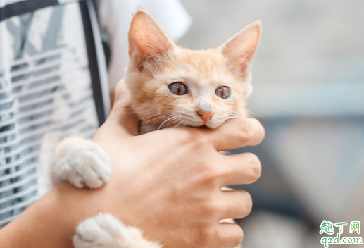 猫咪要定期驱虫吗 猫咪一般怎么驱虫