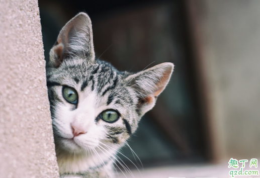 猫咪要定期驱虫吗 猫咪一般怎么驱虫