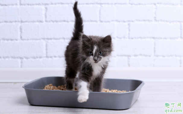 养猫必须用猫砂吗 猫崽多大可以用猫砂