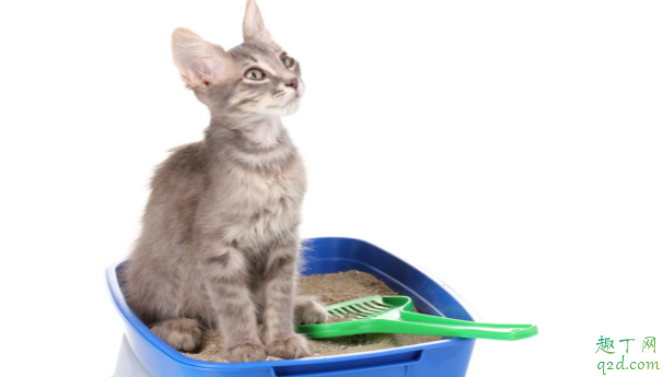 养猫必须用猫砂吗 猫崽多大可以用猫砂
