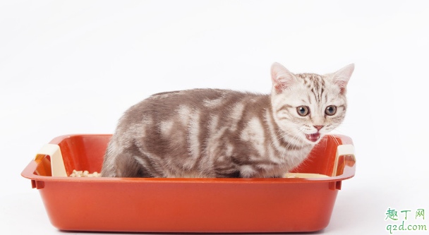养猫必须用猫砂吗 猫崽多大可以用猫砂